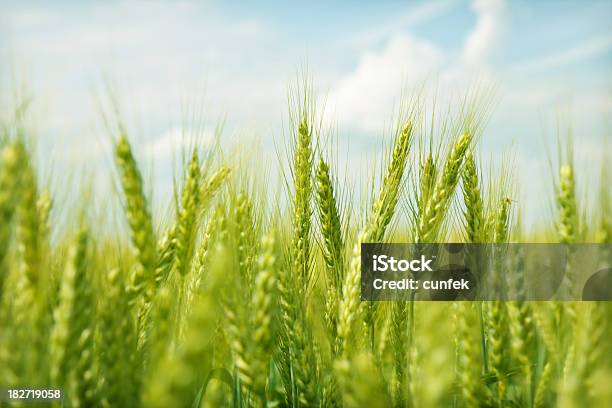 Der Sommer Ist Da Stockfoto und mehr Bilder von Weizen - Weizen, Feld, Grün