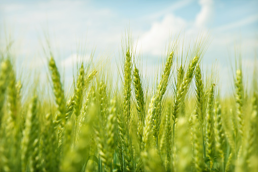 Sprouts of young barley or wheat that have just sprouted in the soil, dawn over a field with crops