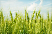 Green wheat field swaying in the breeze under a blue sky