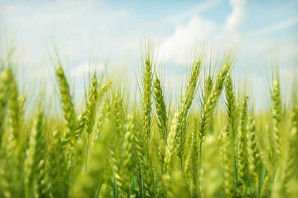 green wheat field swaying in the breeze under a blue sky - vete bildbanksfoton och bilder