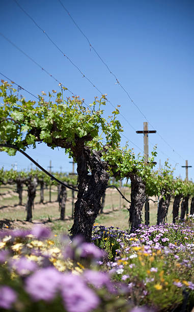 vineyard stock photo