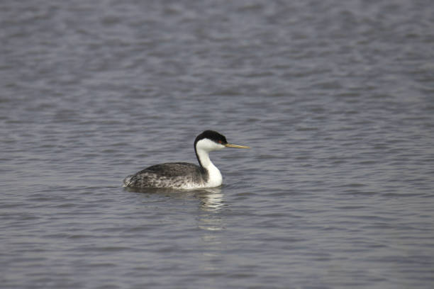 istock Western Grebe (aechmophorus occidentalis) swimming in a lake 1827192024
