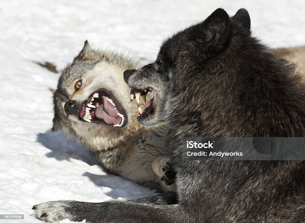Agressive Wolves im Winter - Lizenzfrei Wolf Stock-Foto