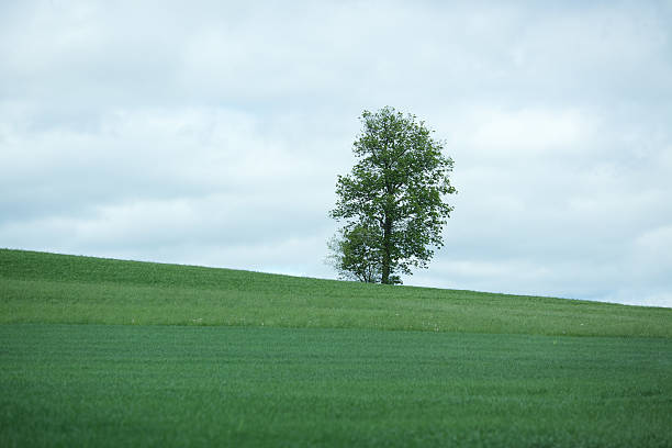 Free Stock Photo of Lone Tree Standing on Grassy Hill | Download Free ...