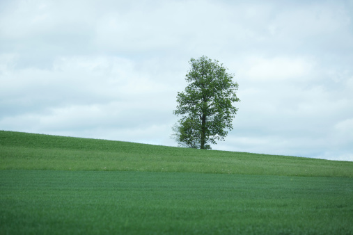 Landscape horizontal photo with green grass hill and loan tree in distance. Focus on tree.