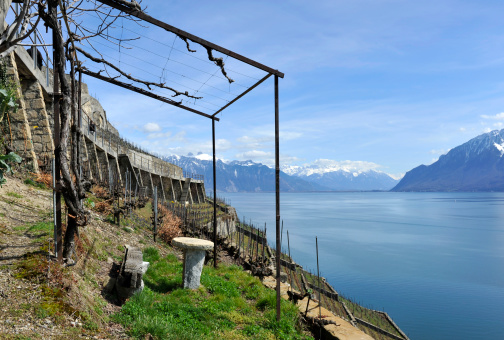 Famous vineyard on Riviera Vaudoise and lake of Geneva
