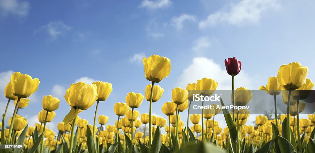 Tulips A red one and yellow tulips in the garden Growth Stock Photo