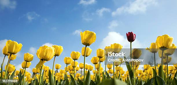 Tulips Stock Photo - Download Image Now - Growth, Plant, Plant Bulb