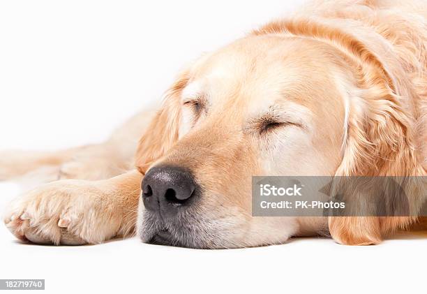 Schlafen Golden Retriever Stockfoto und mehr Bilder von Abwarten - Abwarten, Augen geschlossen, Entspannung