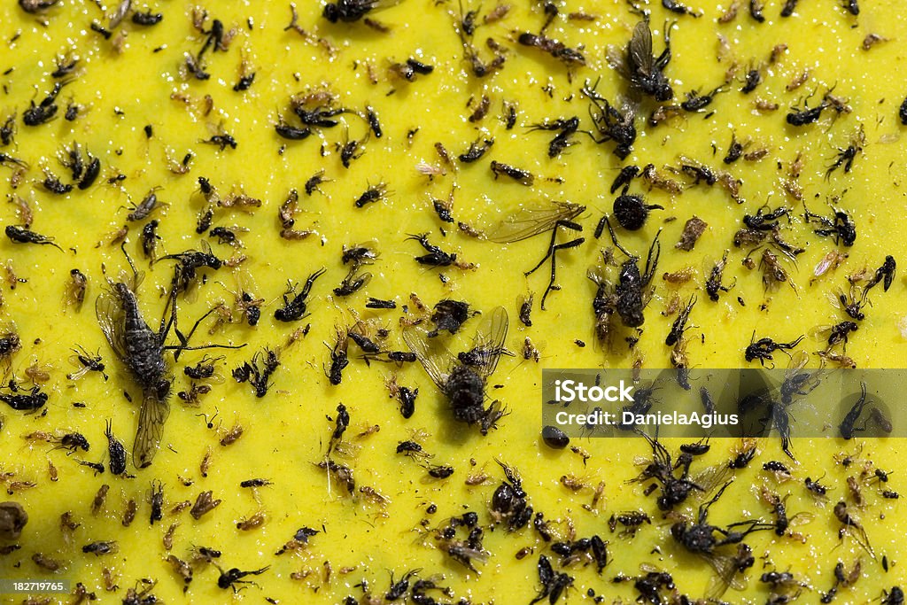 https://media.istockphoto.com/id/182719765/photo/sticky-yellow-fly-trap.jpg?s=1024x1024&w=is&k=20&c=6dbfRdDECAuuAtns8zEn95dpkbMVInQter311YnBD6w=