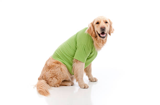 Dog Wearing A Green T-Shirt