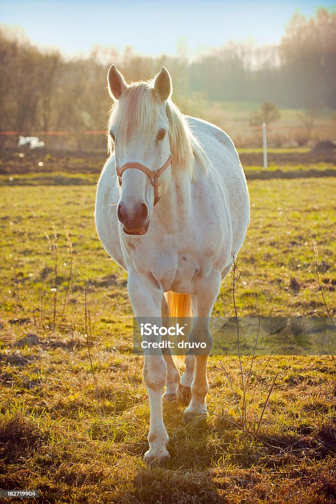 Beau cheval blanc - Photo de Cheval blanc libre de droits