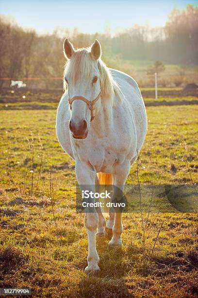 Photo libre de droit de Beau Cheval Blanc banque d'images et plus d'images libres de droit de Cheval blanc - Cheval blanc, Beauté, Coucher de soleil