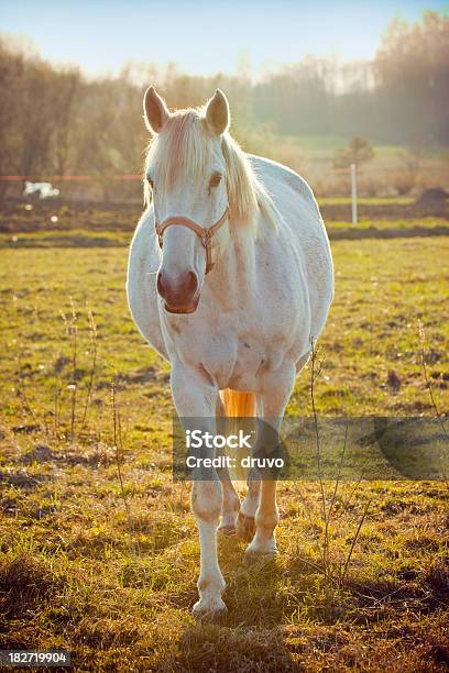 Belo Cavalo Branco - Fotografias de stock e mais imagens de Cavalo branco - Cavalo branco, Beleza, Estábulo
