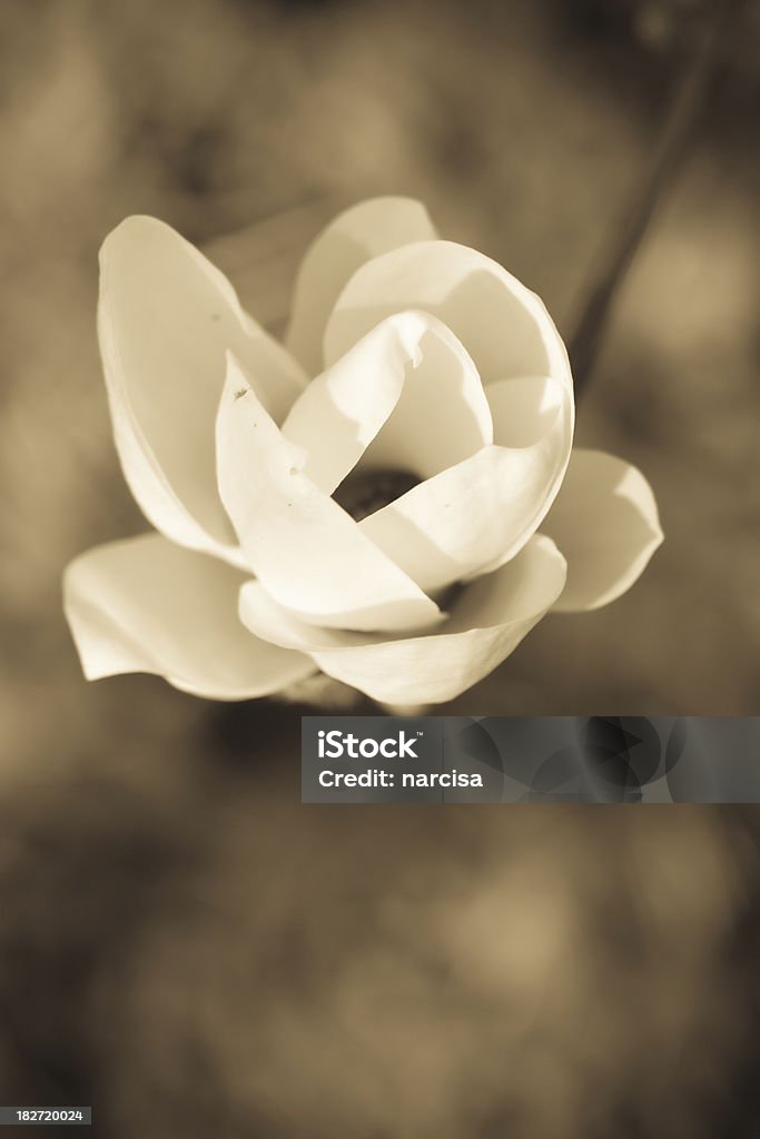 Magnolia-seppia immagine - Foto stock royalty-free di Antico - Vecchio stile