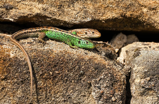 Female and male Sand Lizard (Lacerta agilis) sunbathing on a wall.