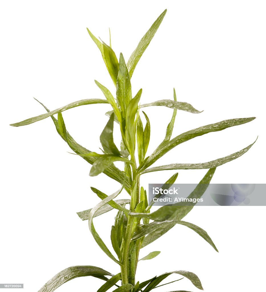 Dragoncella (Artemisia dracunculus) - Foto stock royalty-free di Cibi e bevande