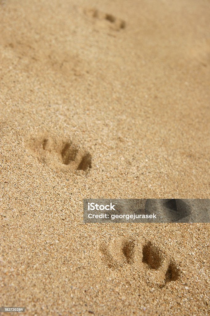 Chien paw print - Photo de Chien libre de droits