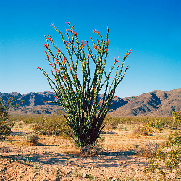 Ocotillo Cactus, Joshua Tree National Park, California This blooming cactus was photographed on an April morning of 2010 using 6x6 Ektar 100 film. ocotillo cactus stock pictures, royalty-free photos & images