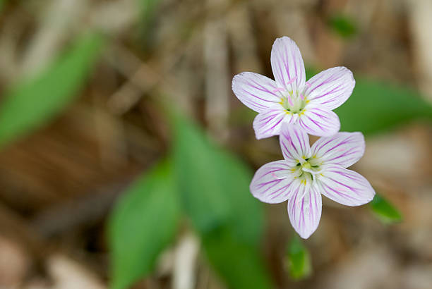 Spring Beauty (Claytonia virginica) stock photo