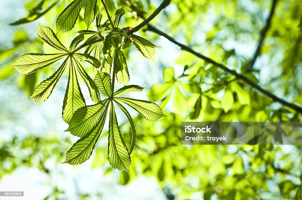 Folhas verdes frescas - Foto de stock de Arte royalty-free