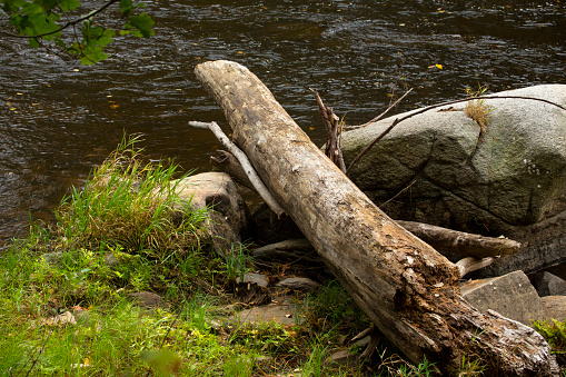 Pastoral autumn scene, with logs and boulders along the Sugar River in Newport, New Hampshire.