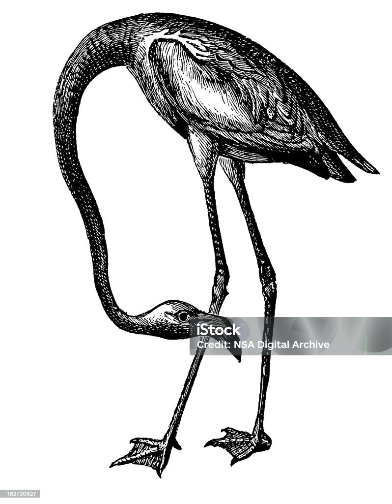 Американский фламинго/античный птица иллюстрации - Стоковые иллюстрации Фламинго роялти-фри