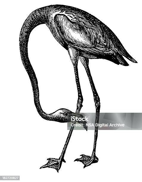 Американский Фламингоантичный Птица Иллюстрации — стоковая векторная графика и другие изображения на тему Фламинго - Фламинго, Гравировка, Гравюра