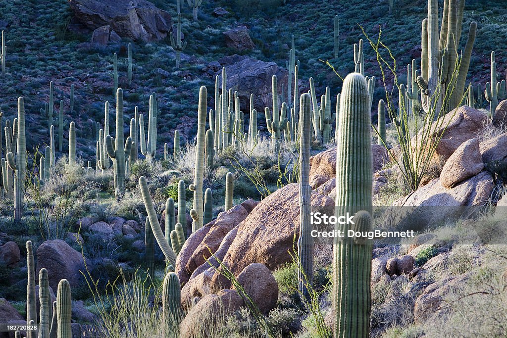 사구아로 Cacti 사막 풍경 (애니조나 - 로열티 프리 스코츠데일 스톡 사진