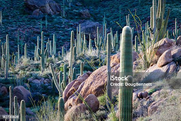 Foto de Cactus Saguaro Paisagem Do Deserto Do Arizona e mais fotos de stock de Arizona - Arizona, Scottsdale, Paisagem - Cena Não-urbana