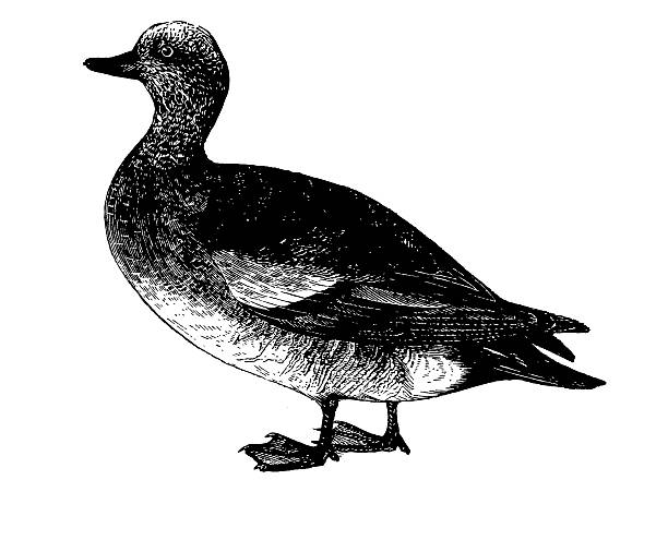 칠레식 widgeon/앤틱형 야생조류 일러스트 - american wigeon stock illustrations