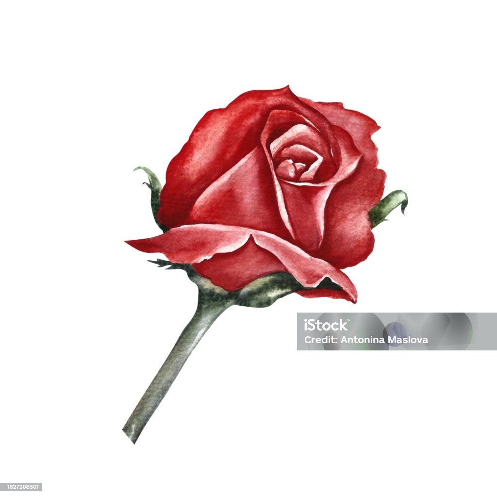 Trandafir roșu înflorit. Ilustrație în acuarelă desenată manual. Un element de design al unei cărți de flori, o invitație de nuntă. Pentru ambalaje și etichete, afișe și pliante, printuri și bannere. - ilustrație de stoc Artă fără redevențe Trandafir roșu înflorit. Ilustrație în acuarelă desenată manual. Un element de design al unei cărți de flori, o invitație de nuntă. Pentru ambalaje și etichete, afișe și pliante, printuri și bannere. - ilustrație de stoc Artă fără redevențe