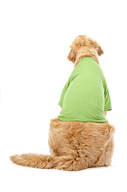 istock Dog Wearing A Green T-Shirt 182720939