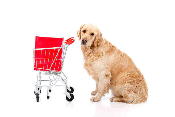 istock Golden Retriever Shopping 182720960