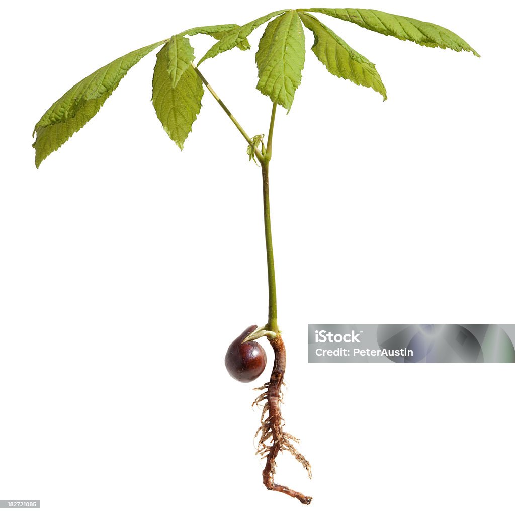 Horse Chestnut Tree Seedling, Aesculus Hippocastanum. XXXLarge Conker sprouting in to a horse chestnut tree. Aesculus Hippocastanum Horse Chestnut Seed Stock Photo