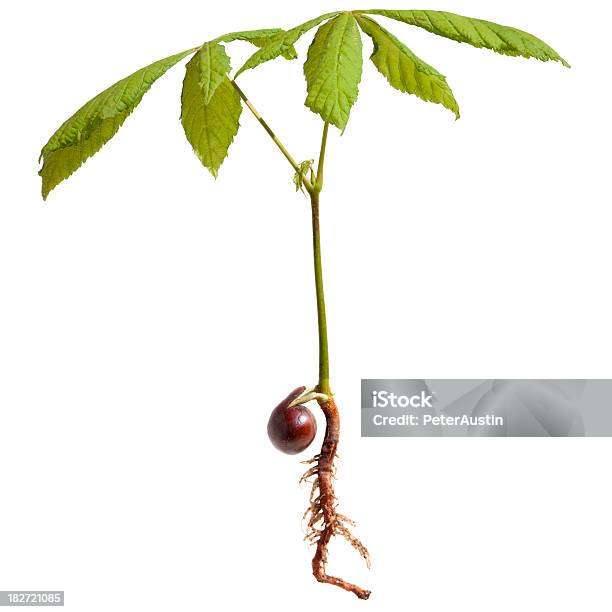 Horse Chestnut Tree Seedling Aesculus Hippocastanum Xxxlarge Stock Photo - Download Image Now