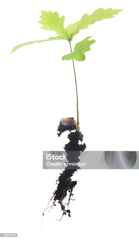 Jovem oak tree with roots isolada no branco - Foto de stock de Bolota royalty-free