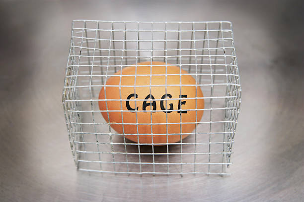 Cage Egg "A chicken egg with the word 'cage', in a cage on a stainless steel background." battery hen stock pictures, royalty-free photos & images