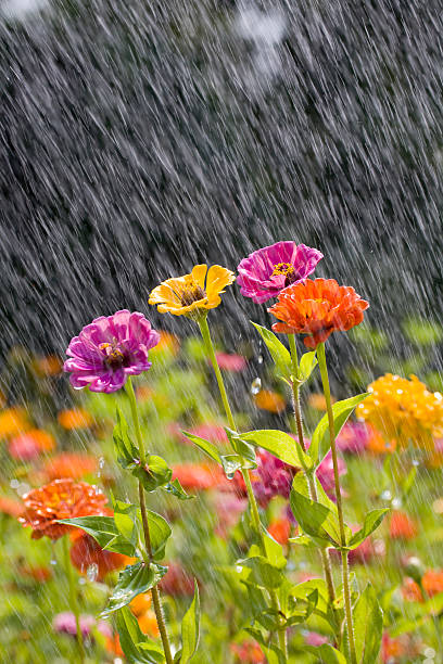Photo of Summer Rain, Wildflower Meadow, New Jersey