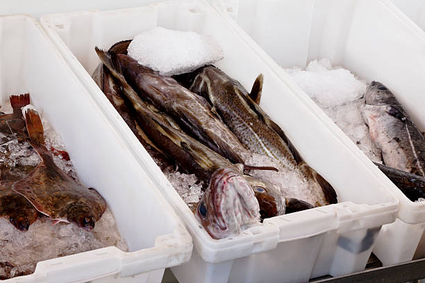 Fresh fish from a boat in the harbor. Oslo Norway.