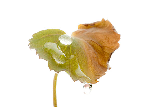 Raindrops from a late springtime rain shower cling to a green leaf.