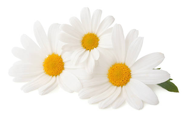 Three Daisys isolated Daisys isolated on white background.                      chamomile plant stock pictures, royalty-free photos & images