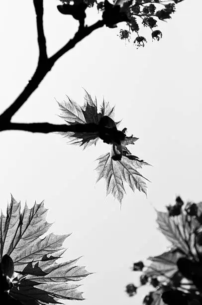 A Maple Tree sprouts new leaves in this B&W abstract Spring-season image.