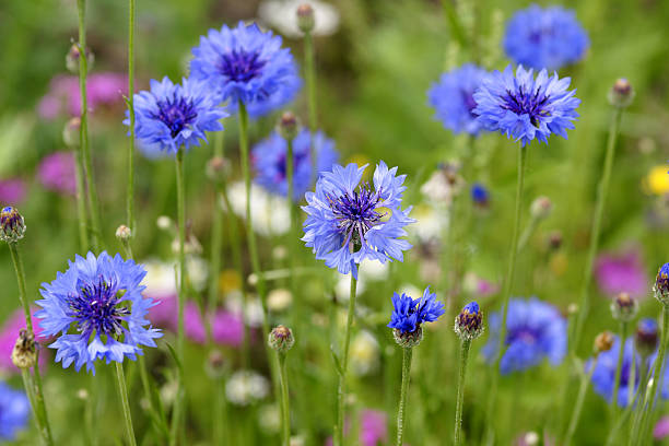 Many cornflowers are nice during the summer