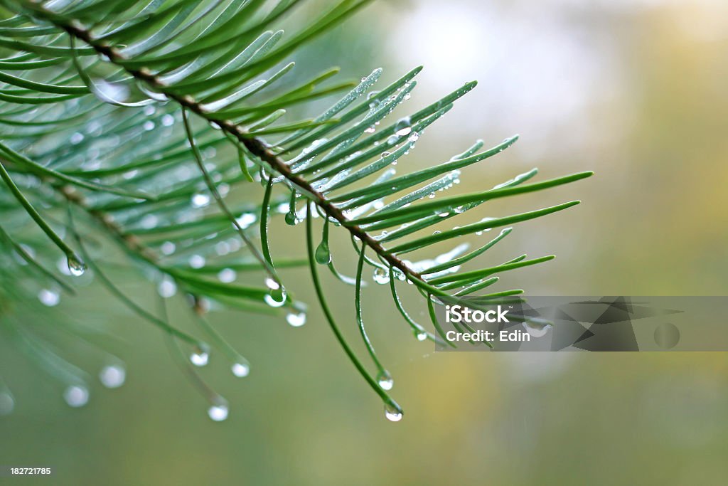 The dew on a branch Spring or Fall scene, Drops of dew on branches of the tree. Rain weather photo. Fir Tree Stock Photo