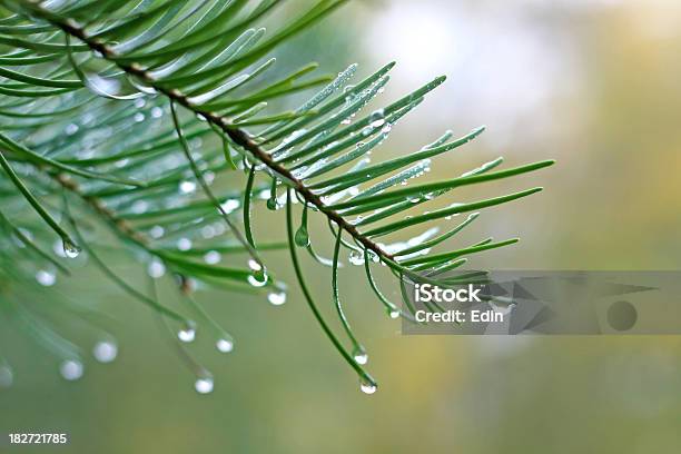 The Dew On A Branch Stock Photo - Download Image Now - Fir Tree, Siberia, Backgrounds