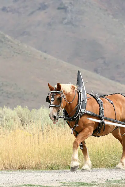 Horse with a harness walking. Copy Space with Nature Setting.