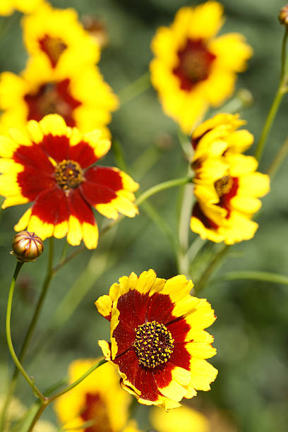 istock Girl eye flowers 182721870