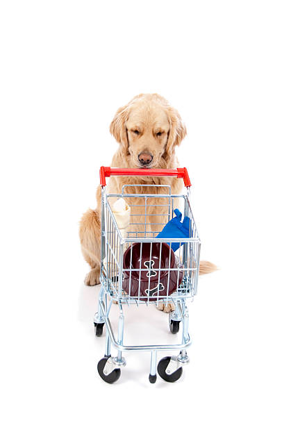 istock Golden Retriever Shopping 182722008