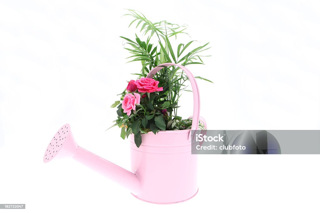 Rosa Annaffiatoio piante ornamentali su sfondo bianco - Foto stock royalty-free di Acqua